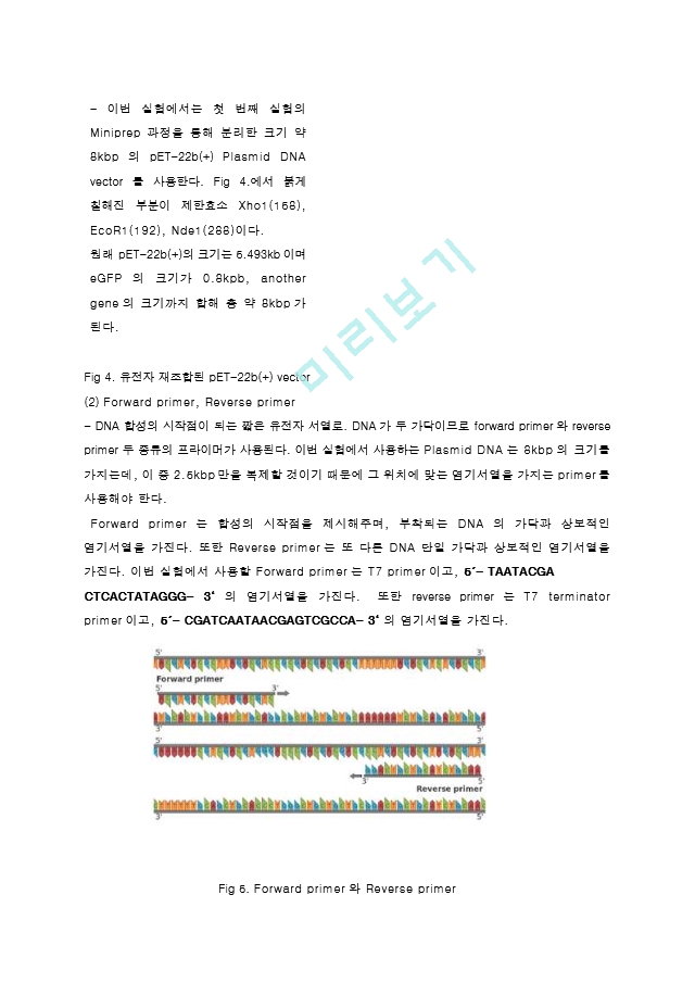 중합효소연쇄반응 PCR (Polymerase Chain Reaction) 결과레포트 [A＋].hwp